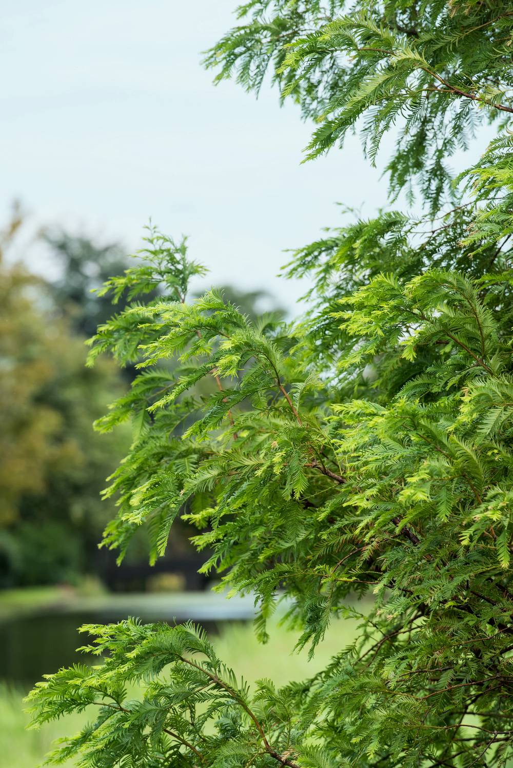 Metasequoia glyptostroboides