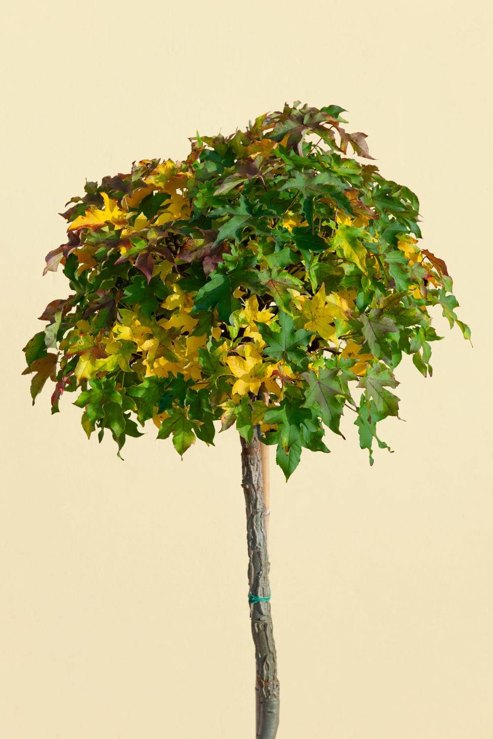 Liquidambar styraciflua 'Rotundiloba' - Copalme d'Amérique