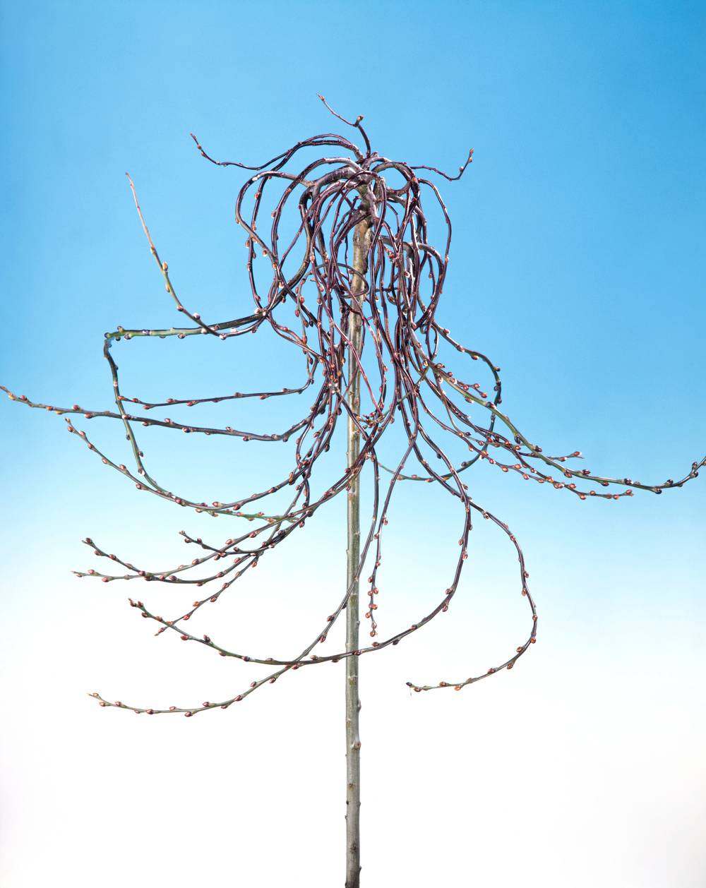 Salix caprea 'Curly Locks' - Saule marsault tortueux