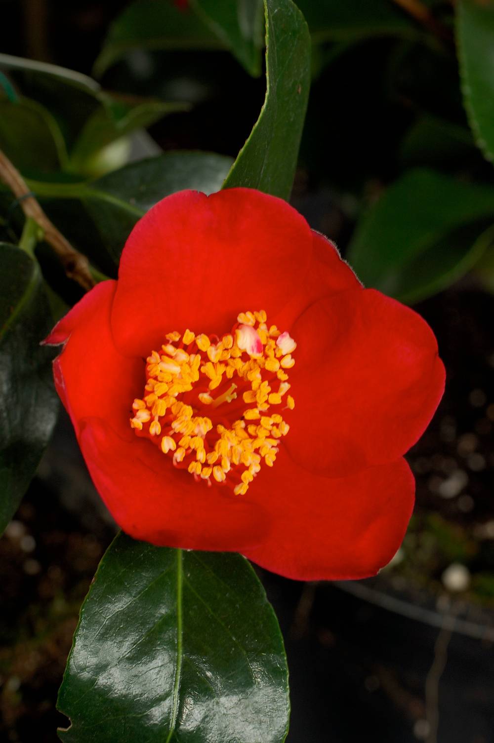 Camellia japonica 'Kimberley' - Camélia du Japon