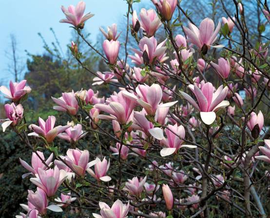 Magnolia 'Heaven Scent'