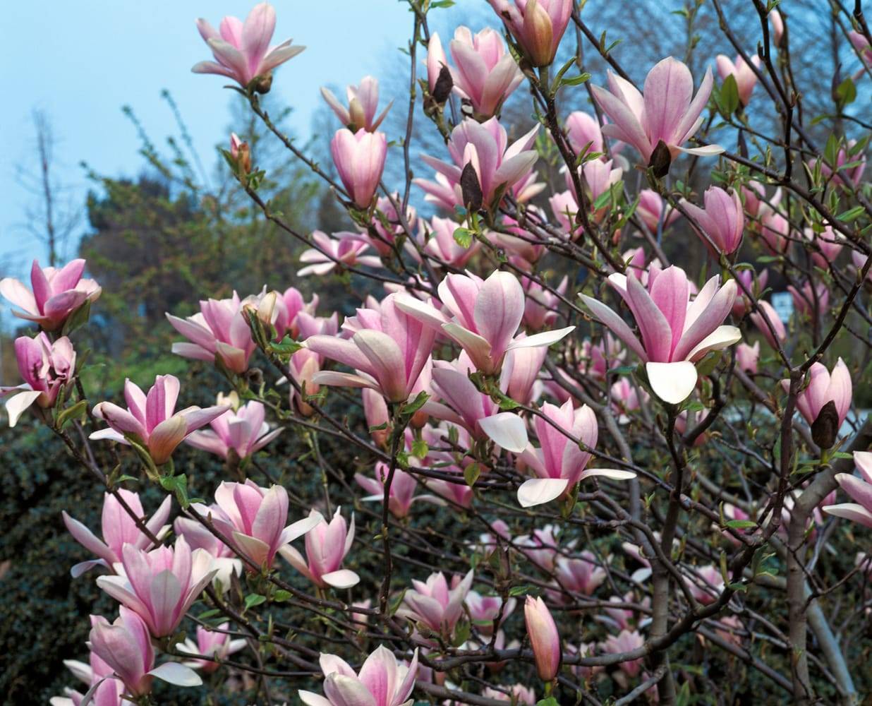 Magnolia 'Heaven Scent'