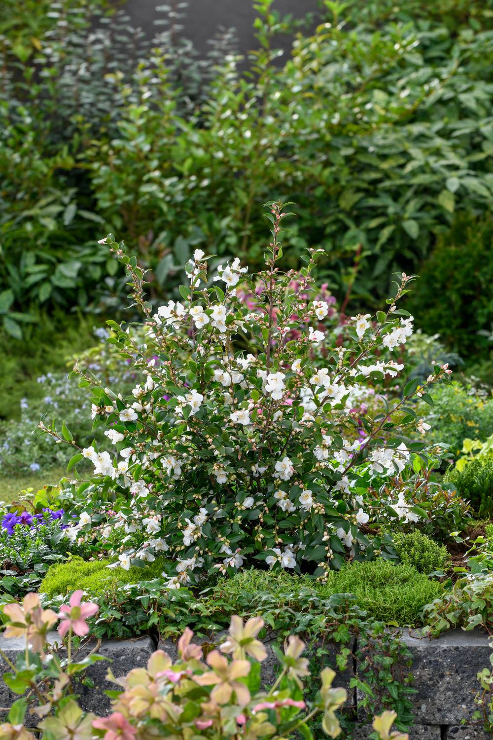 Camellia sasanqua 'Maiden's Blush' - Camélia d'automne