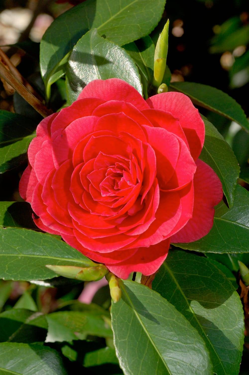 Camellia japonica 'Coquettii' - Camlia du Japon - Pot de 4 litres -  Jardiland