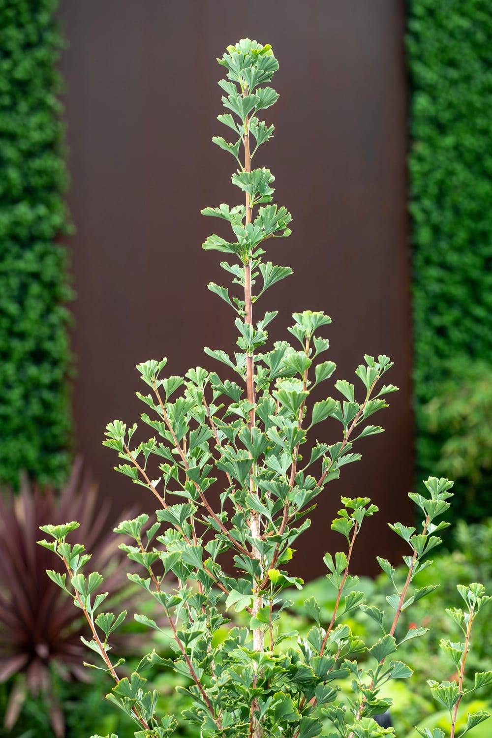 Ginkgo biloba 'Menhir' - Arbre aux quarante écus