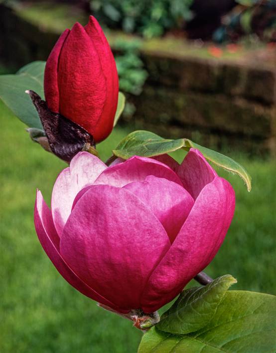 Magnolia 'Black Tulip'