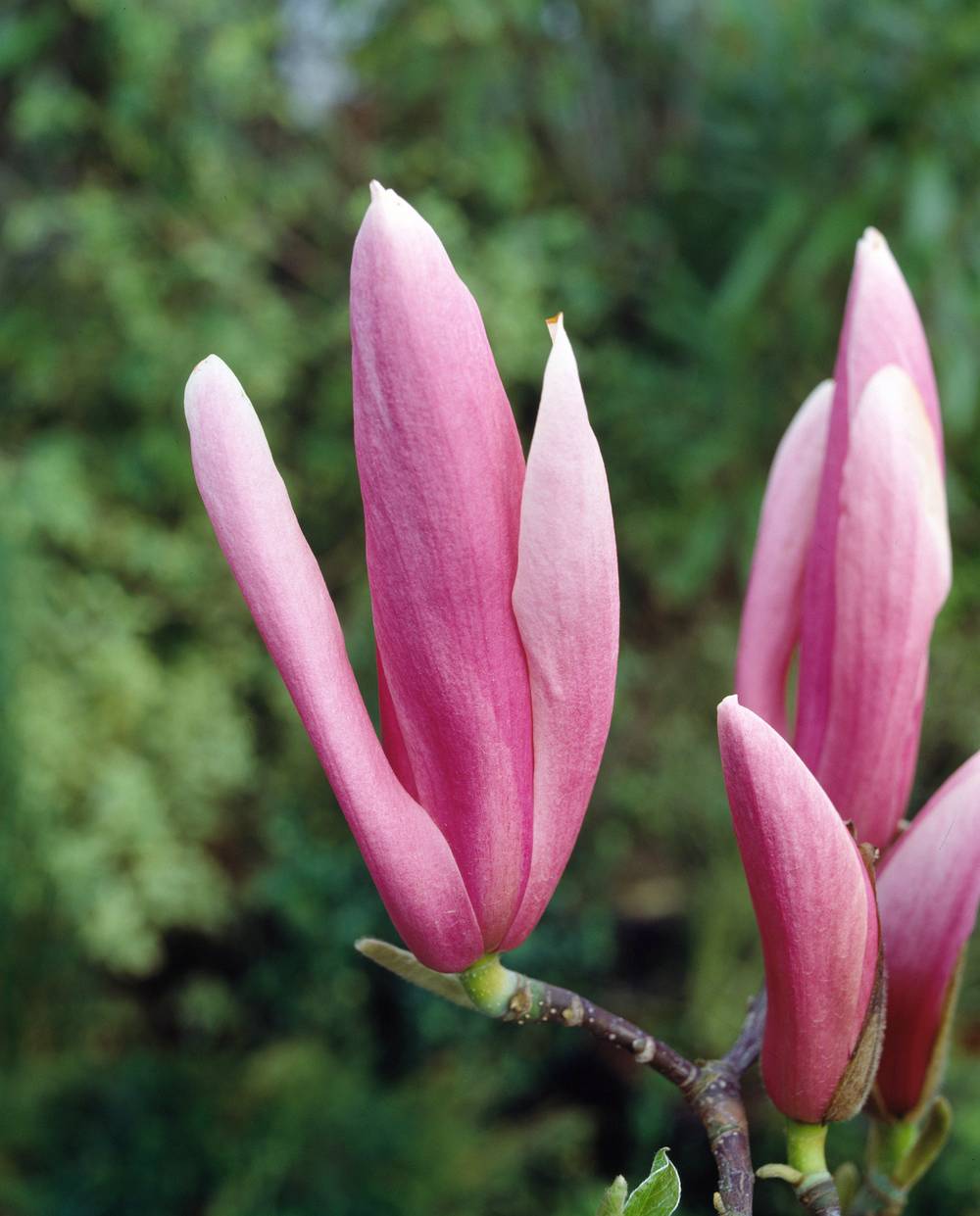 Magnolia 'Royal Crown'