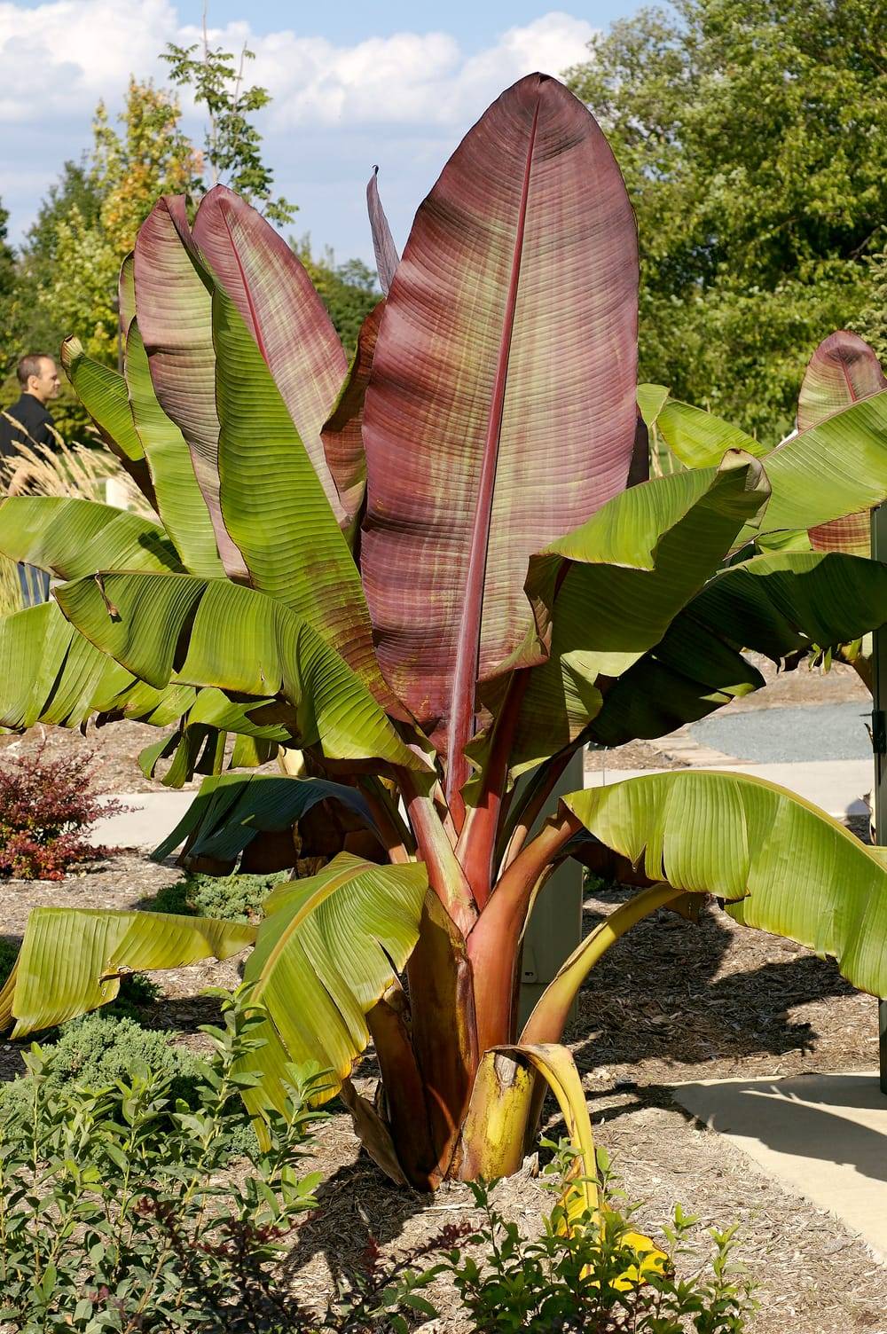 Ensete ventricosum 'Maurelii' - Bananier d'Abyssinie