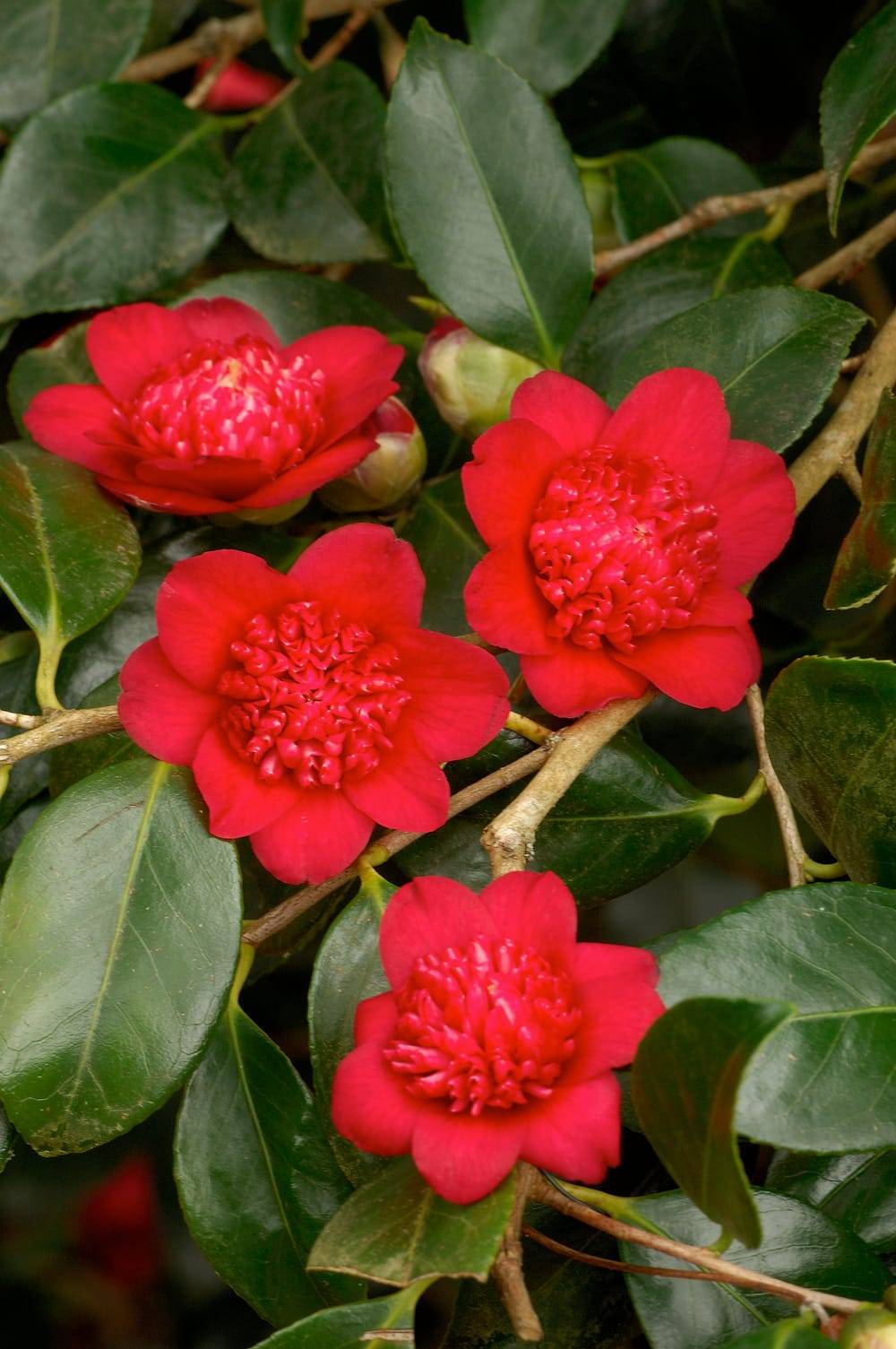 Camellia japonica 'Bob's Tinsie' - Camélia du Japon