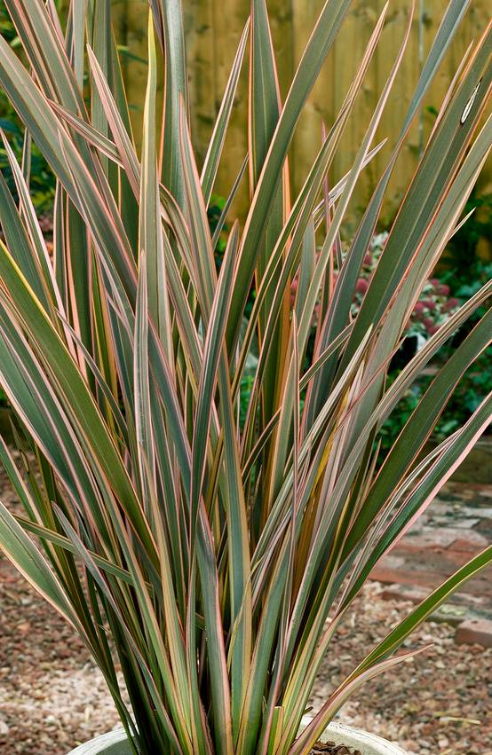 Phormium 'Rainbow Queen' - Lin de Nouvelle-Zélande