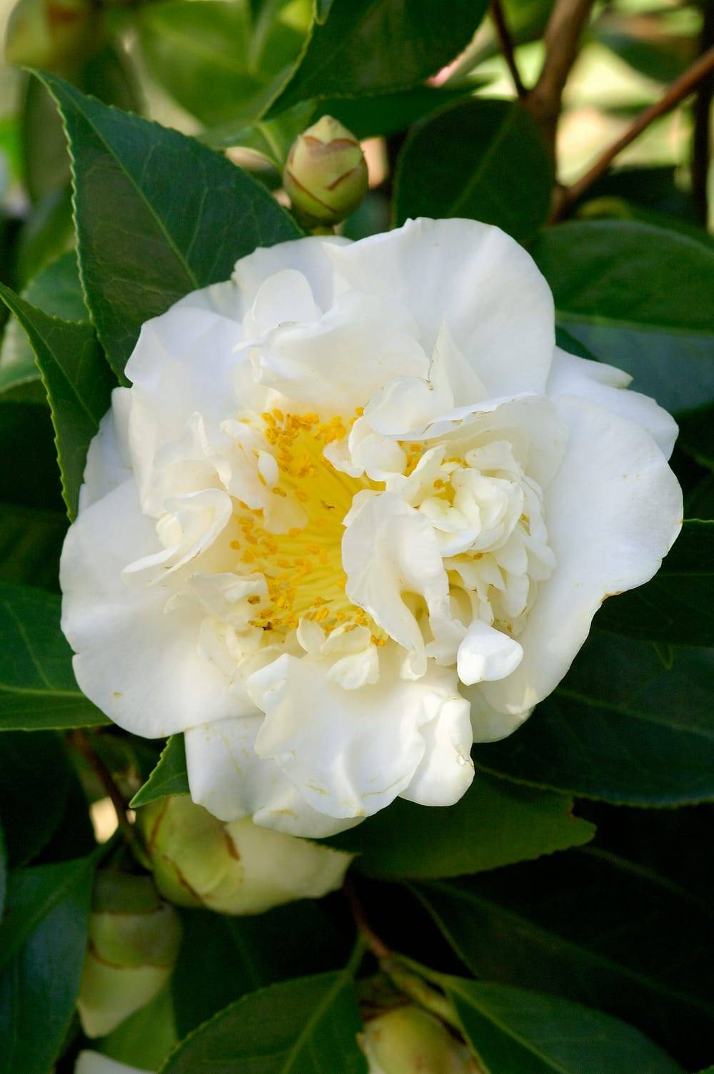 Camellia japonica 'Mme Henri Cormerais' - Camélia du Japon