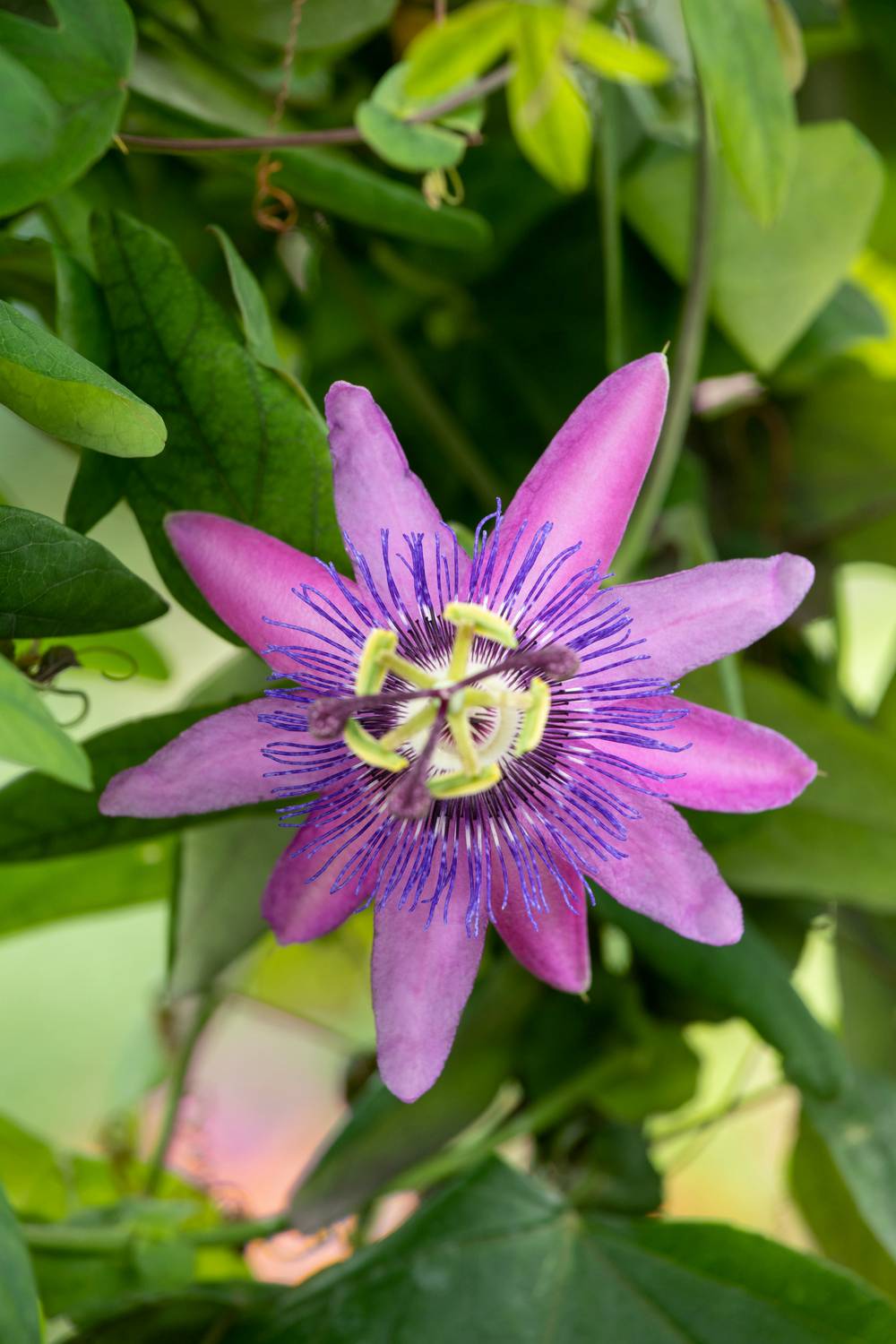 Passiflora 'Amethyst' - Passiflore