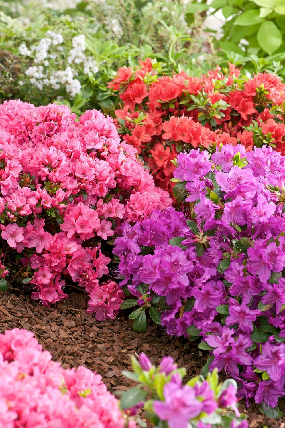 Rhododendron hybride 'Cavalier'