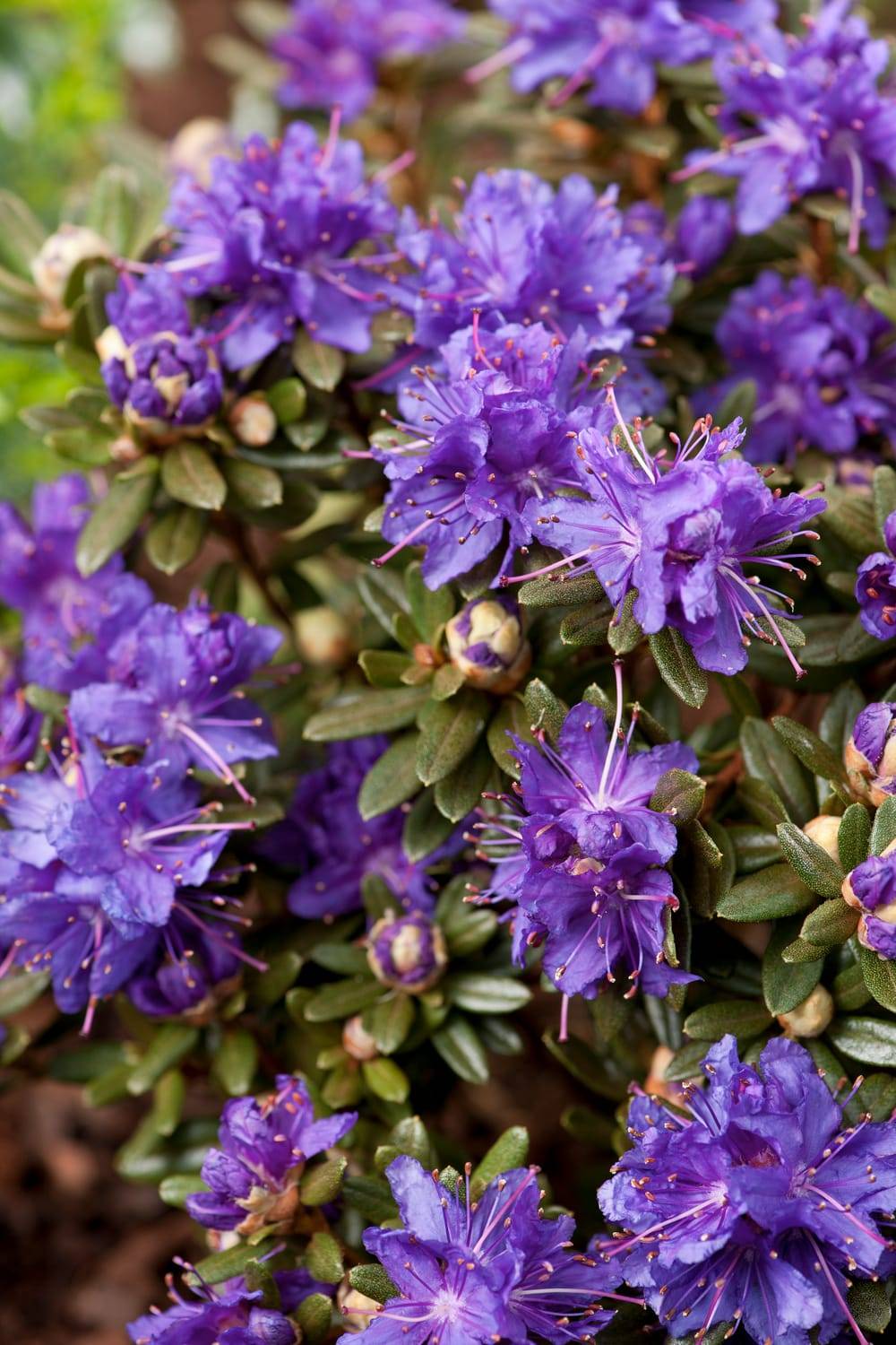 Rhododendron nain 'Azurika'