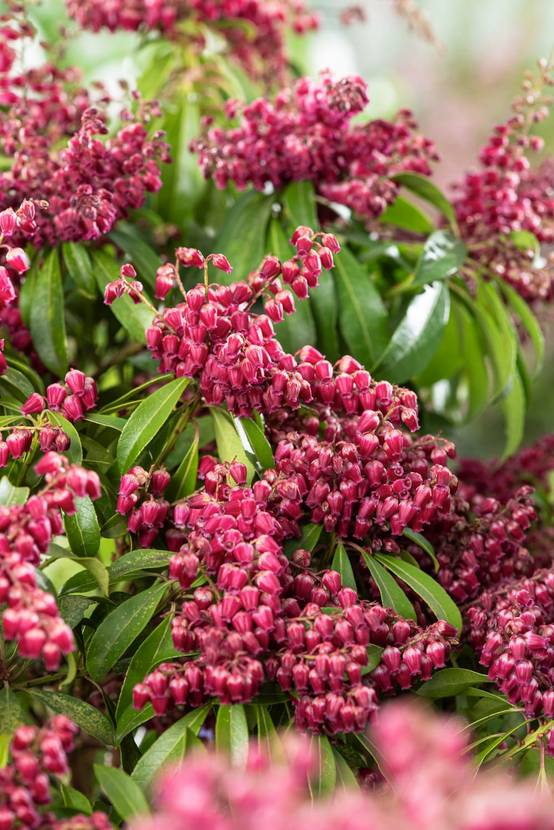 PIERIS 'Passion' - Andromède du Japon
