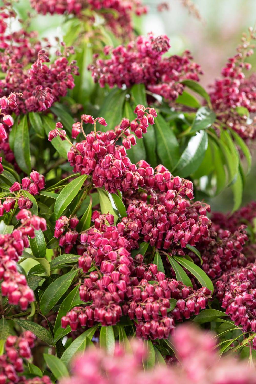 PIERIS 'Passion' - Andromède du Japon