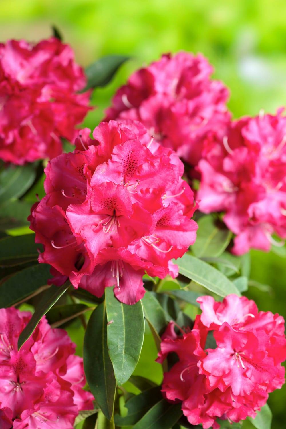 Rhododendron 'Wilgen's Ruby' - Pot de 5 litres - Jardiland