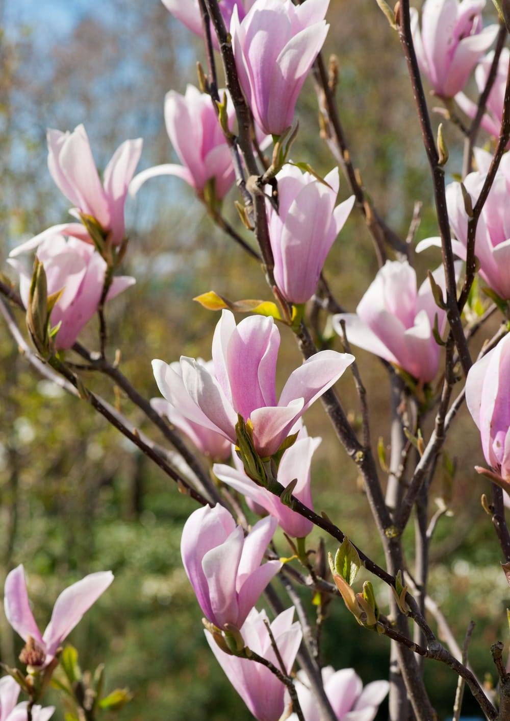 Magnolia soulangeana Picture - Magnolia de printemps