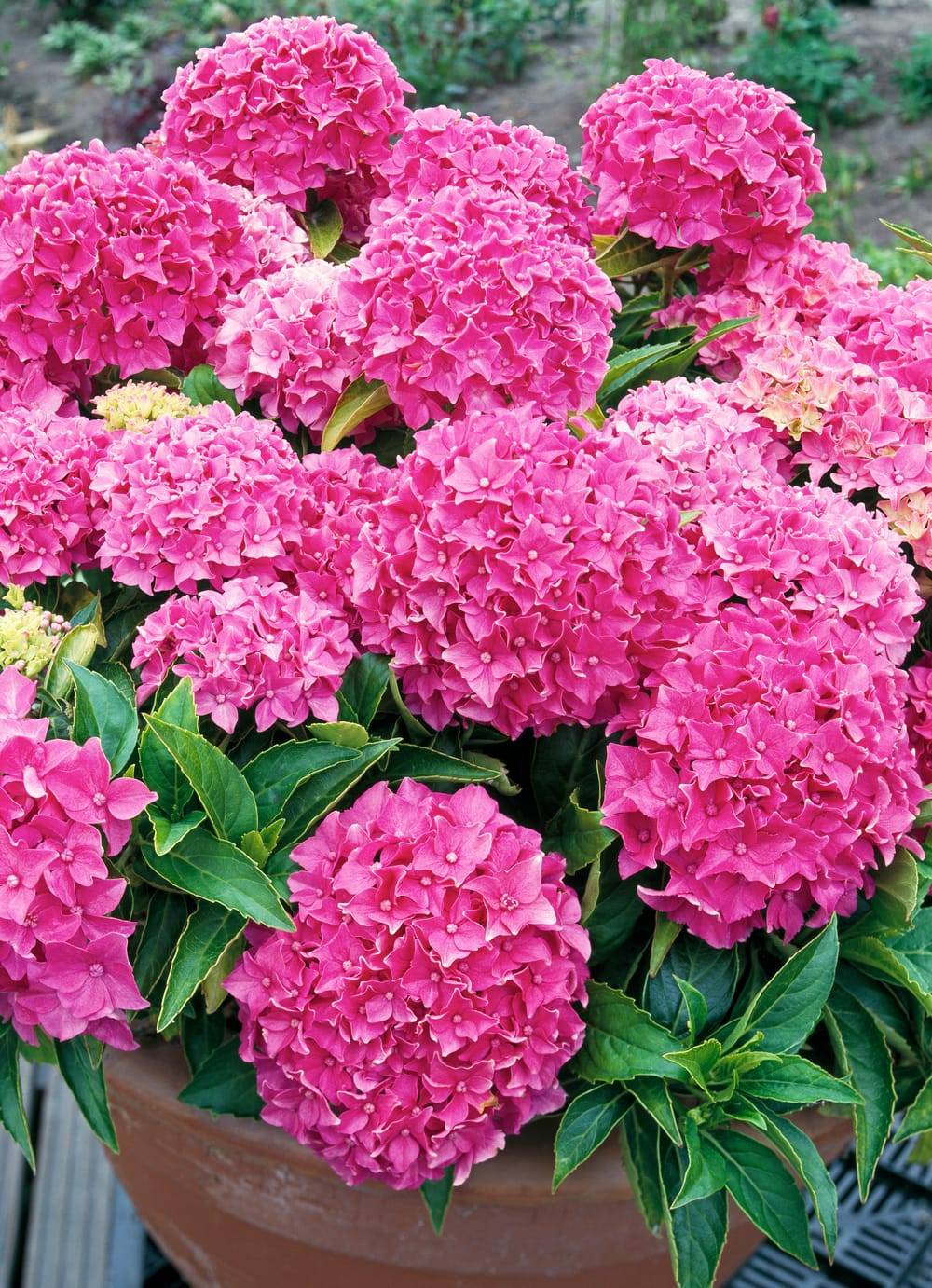 Hydrangea macrophylla 'Tovelit' - Hortensia