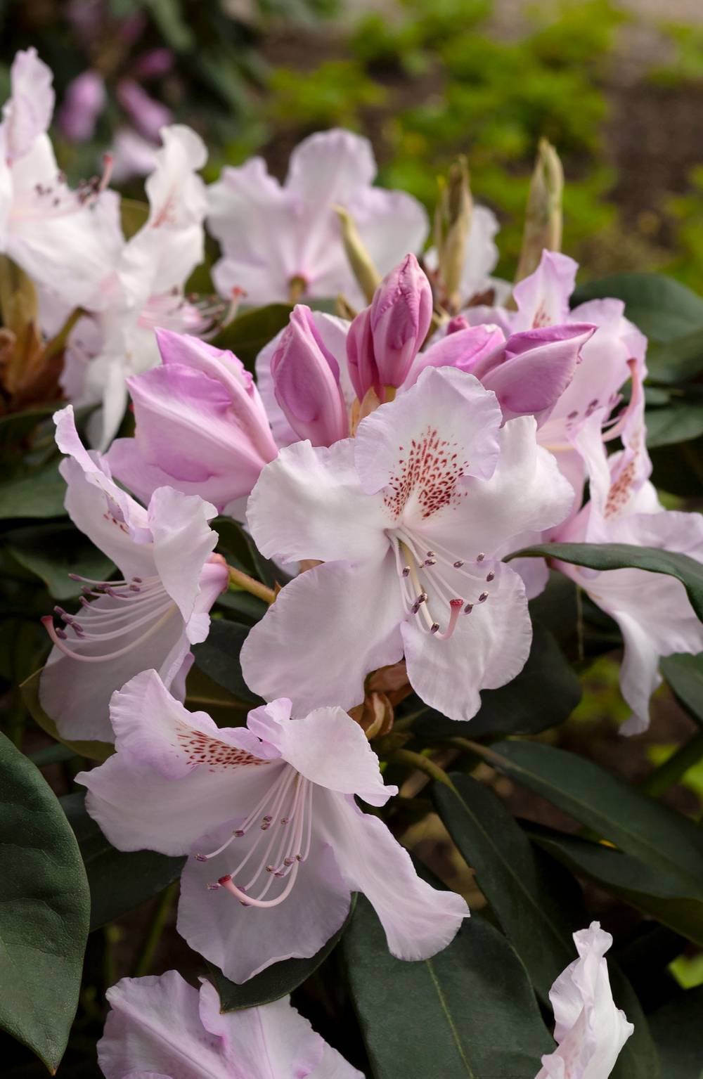 Rhododendron 'Mrs Charles E. Pearson'