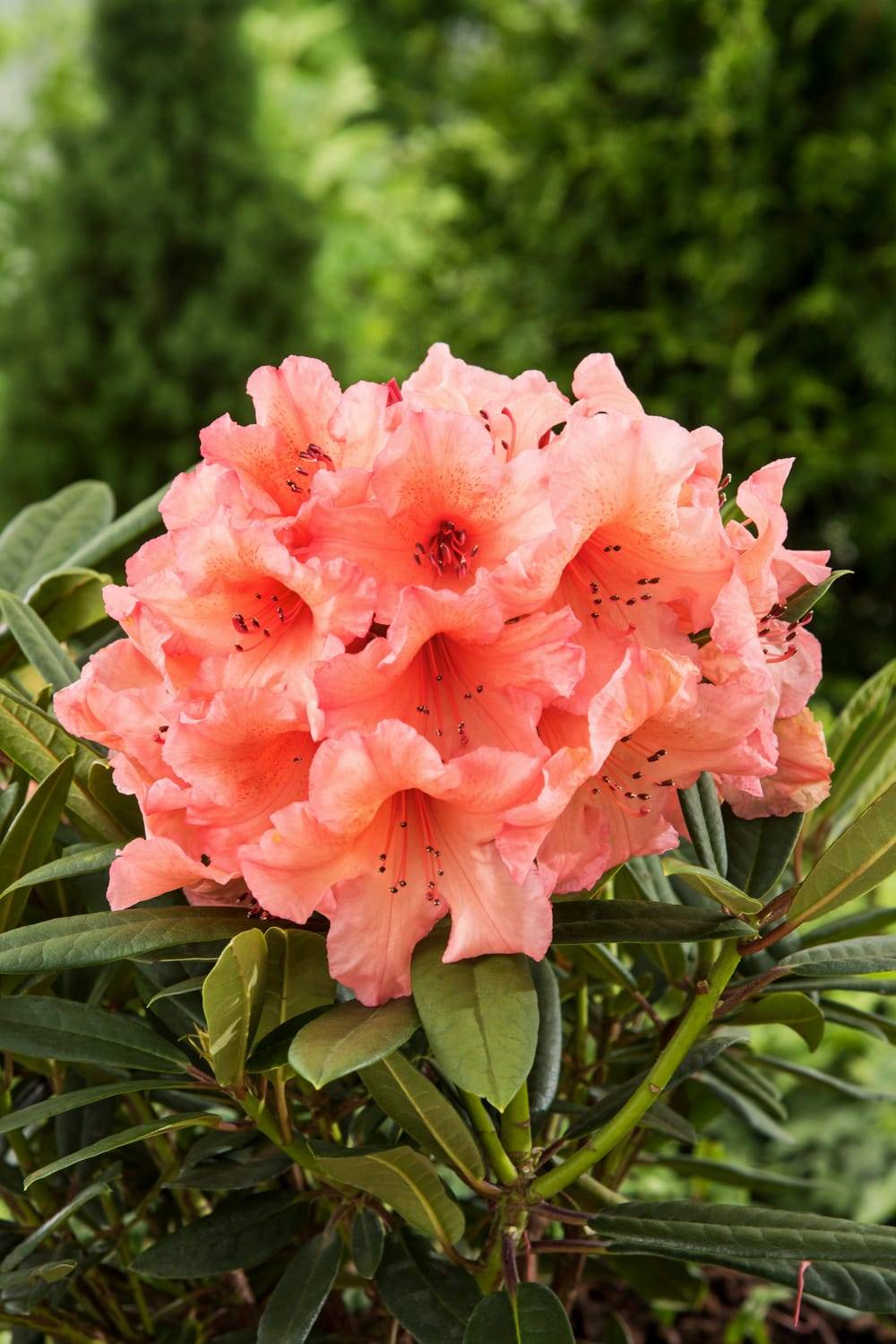 Rhododendron 'Tortoiseshell Orange'