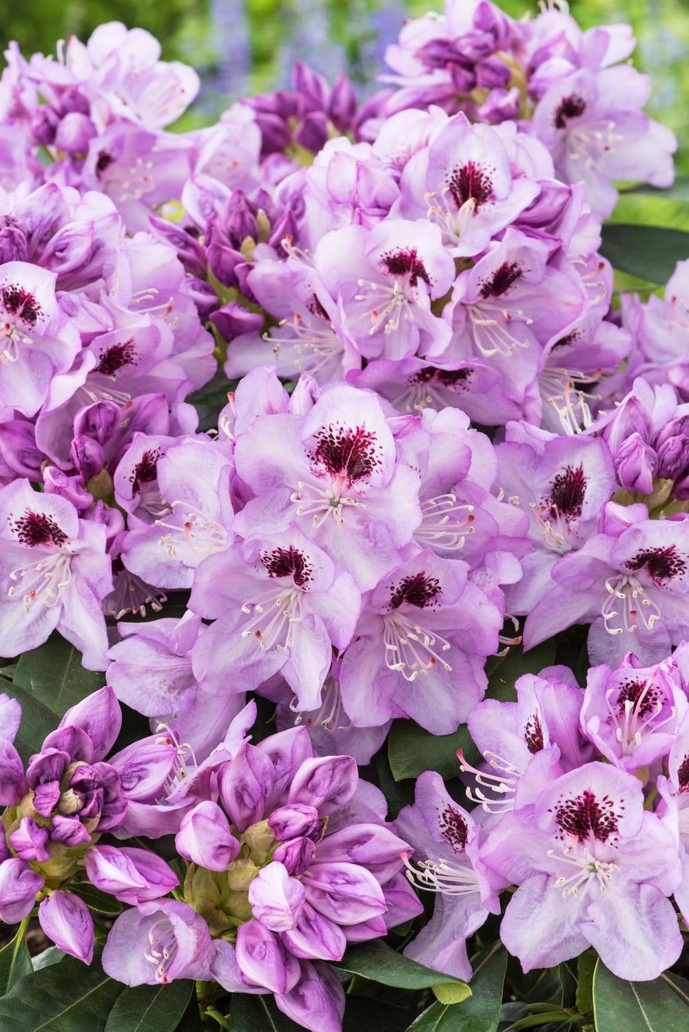 Rhododendron 'Blue Jay'