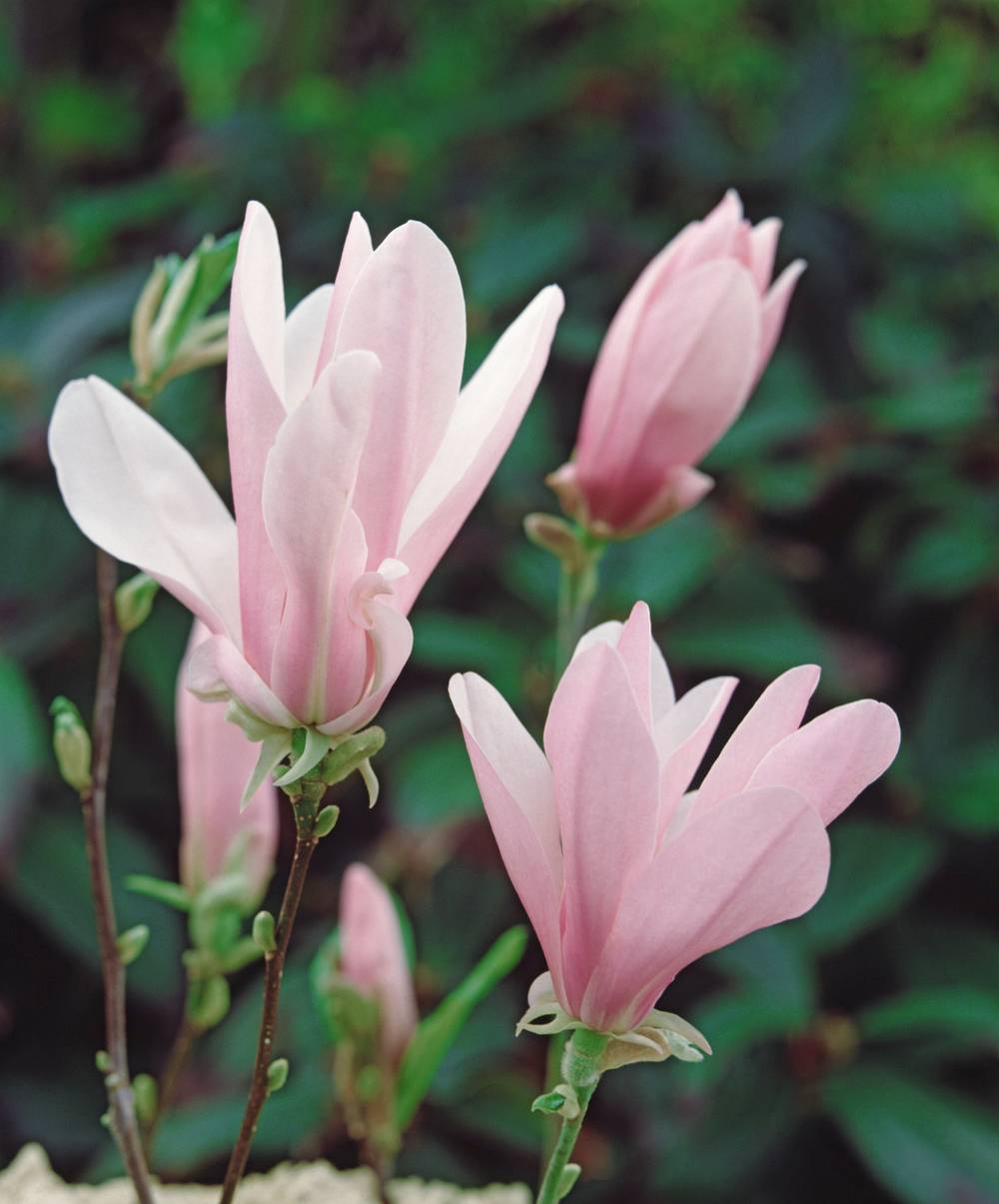 Magnolia 'Gold Star'