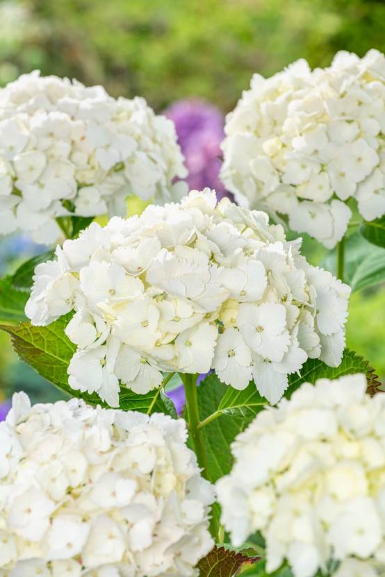 Hydrangea macrophylla 'Soeur Therese' - Hortensia