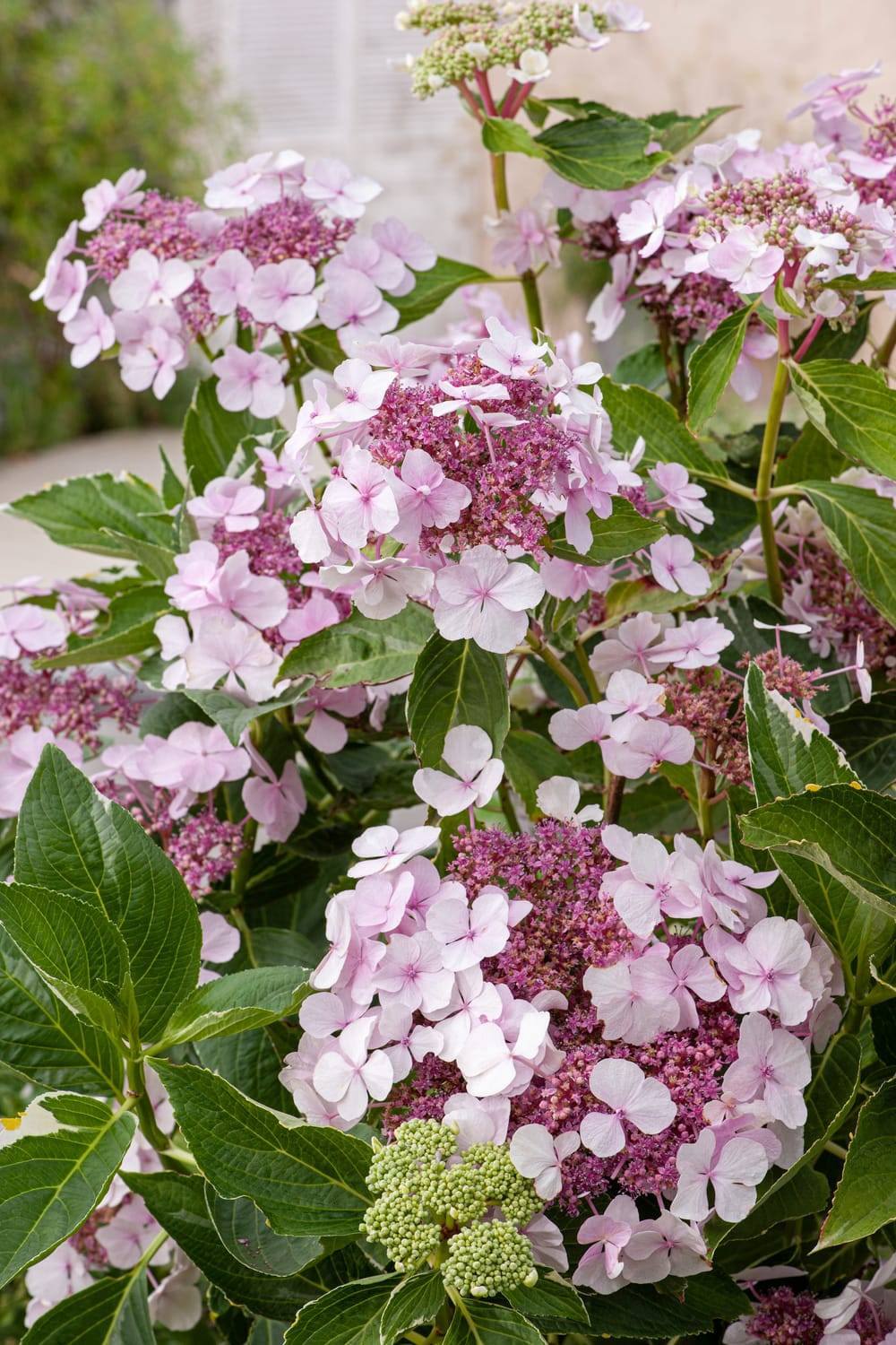 Hydrangea macrophylla 'Tricolor' - Hortensia - Pot de 3 litres - Jardiland