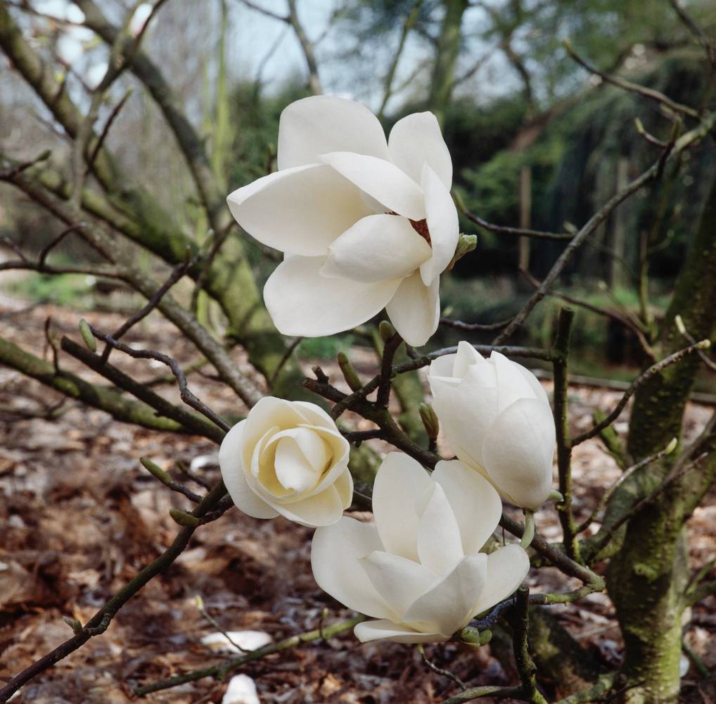 Magnolia soulangeana 'Nigra'