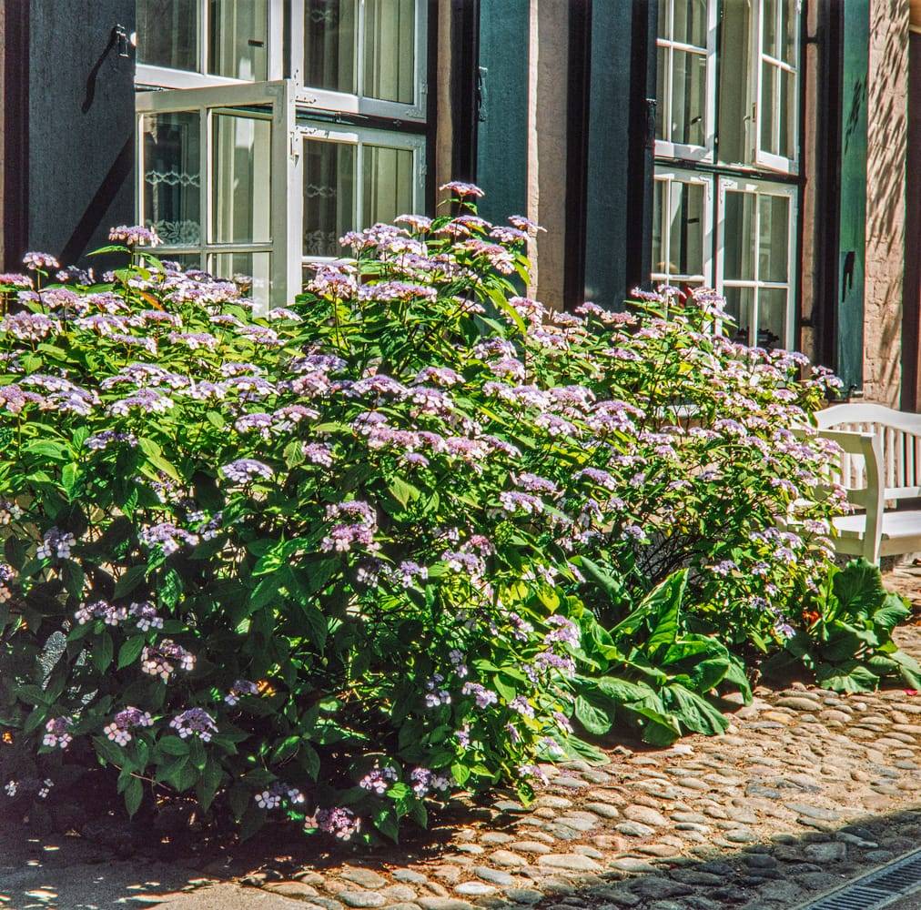 Hydrangea serrata 'Bleuet' - Hortensia