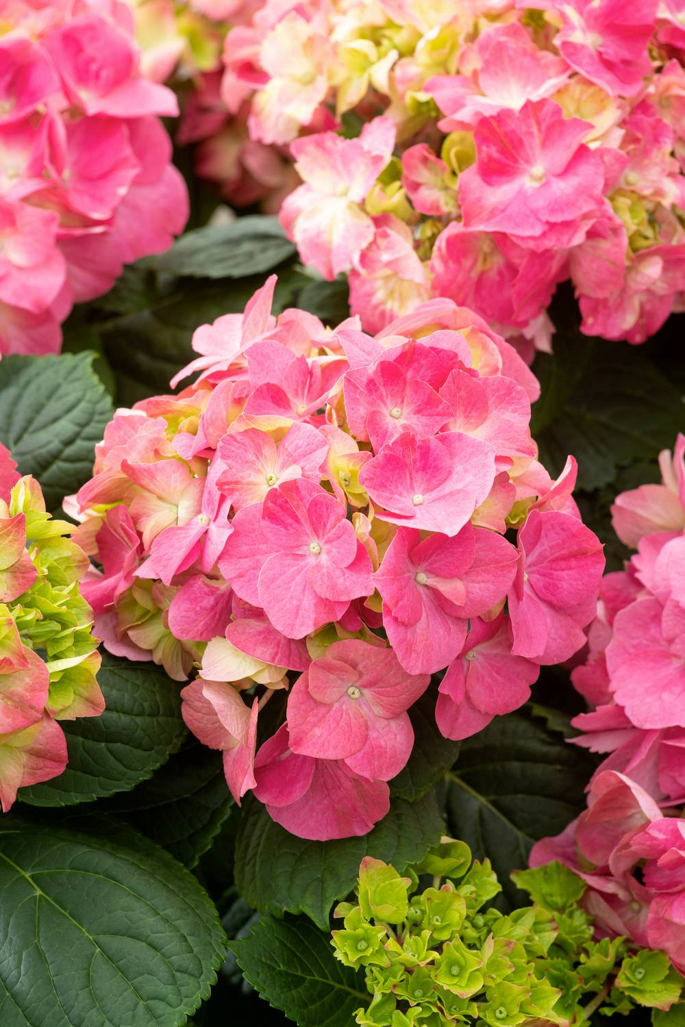 Hydrangea macrophylla 'Rosita' - Hortensia