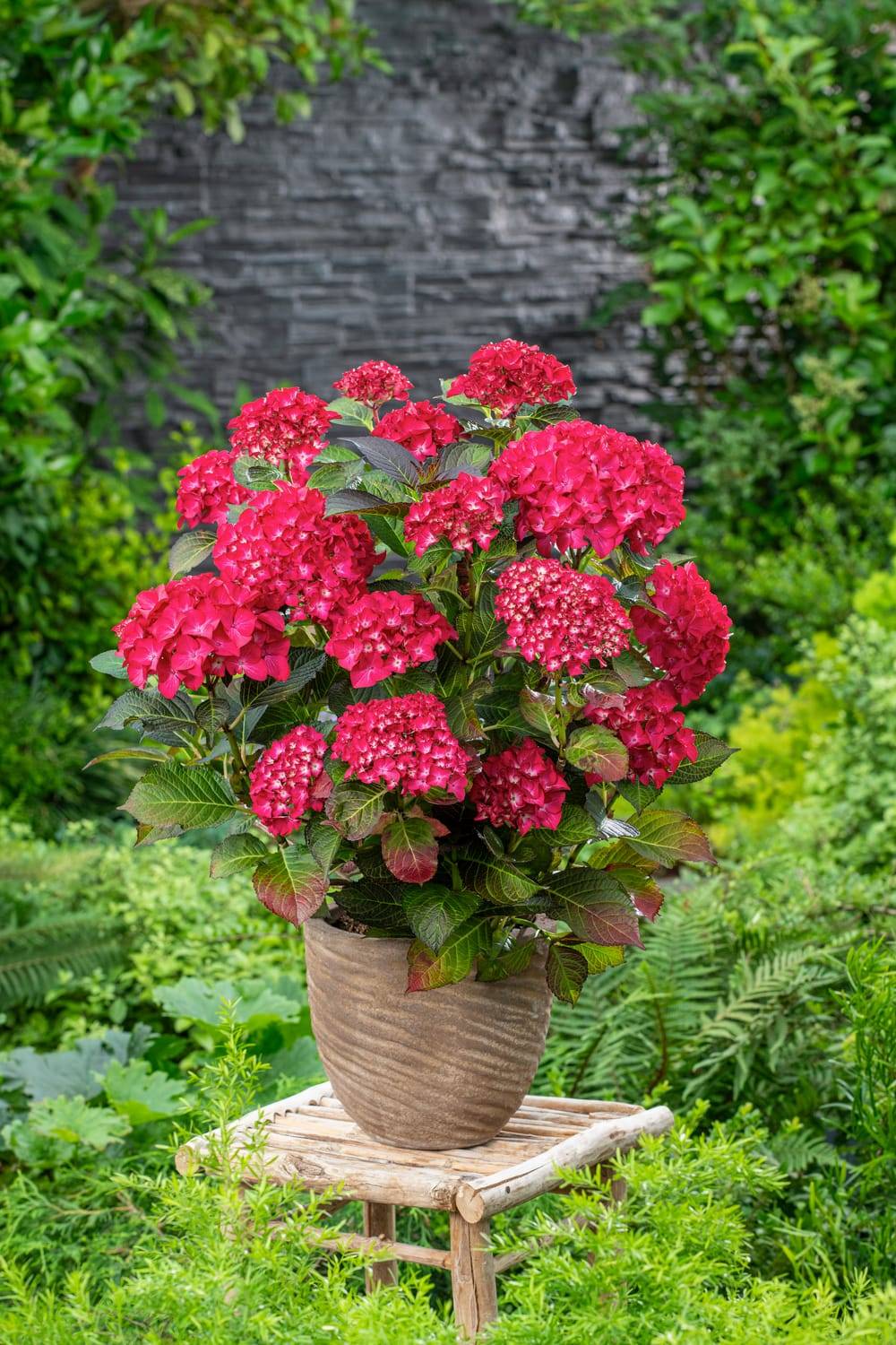 Hydrangea macrophylla 'Red Ace'® - Hortensia