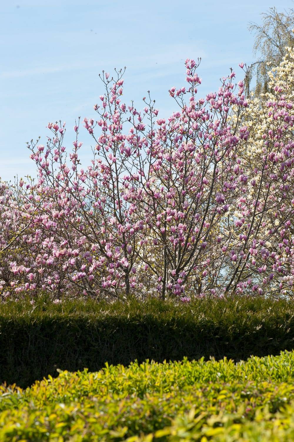 Magnolia brooklynensis 'Yellow Bird'