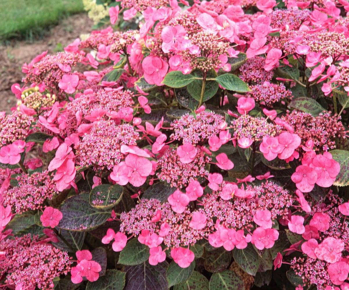 Hydrangea macrophylla 'Mousmee' - Hortensia