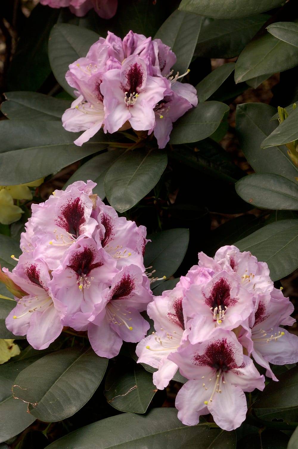 Rhododendron 'Moser's Maroon'