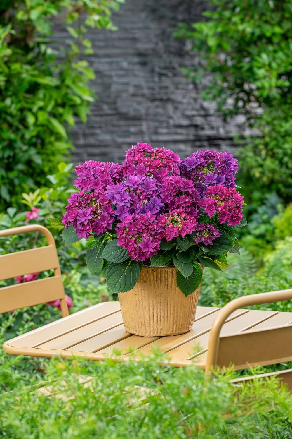 Hydrangea macrophylla 'Yamato' - Hortensia