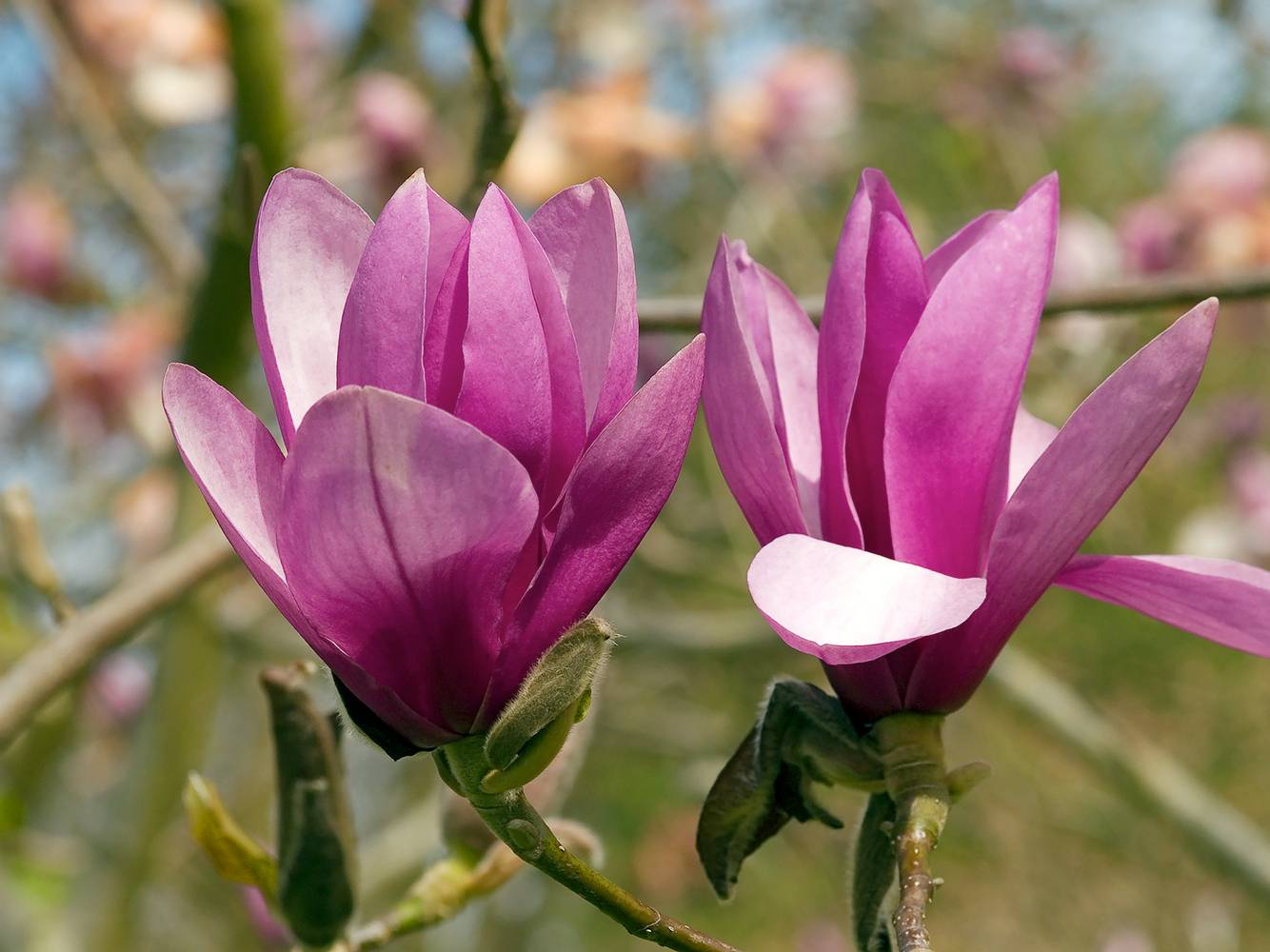 Magnolia 'Aurora'