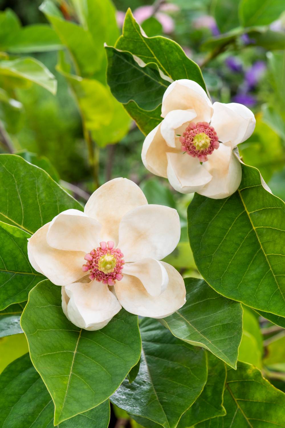 Magnolia sieboldii - Magnolia de Siebold