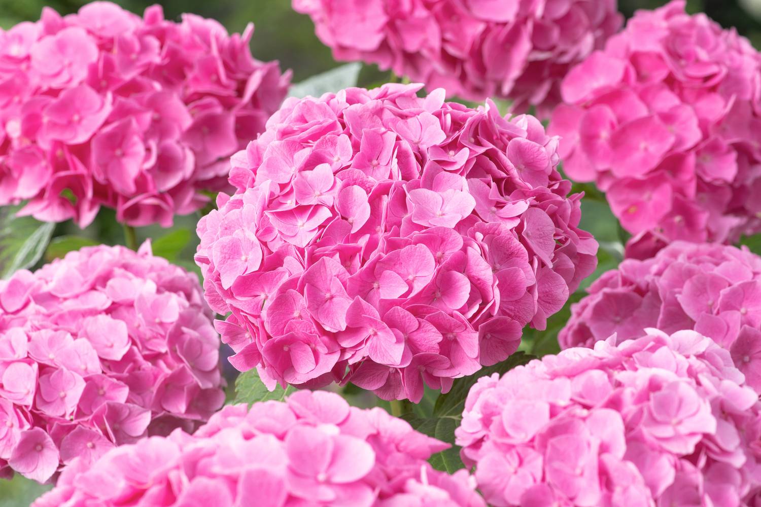 Hydrangea macrophylla 'Bodensee' - Hortensia