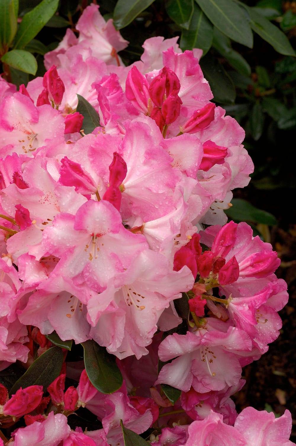 Rhododendron 'Lem's Monarch'