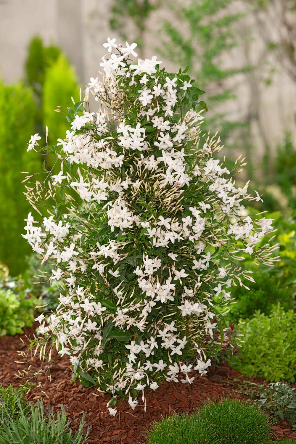 Jasminum Starry® 'Night' - Jasmin étoilé
