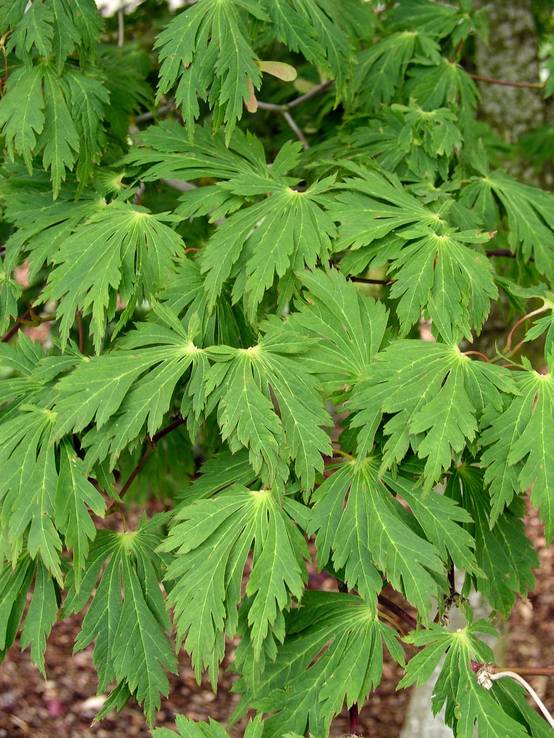 Ecloz - Acer japonicum 'Aconitifolium' - ECLOZ - Érable du Japon