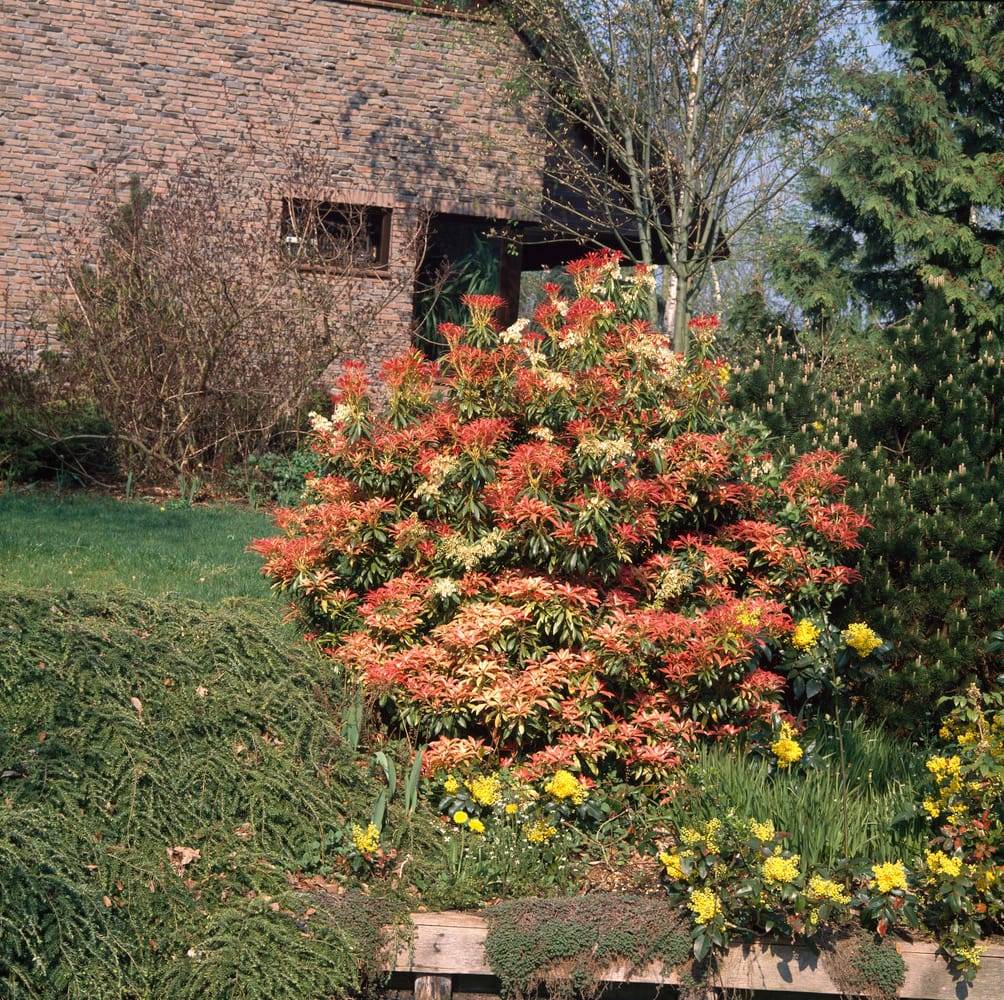 Pieris formosa - Andromède de Chine