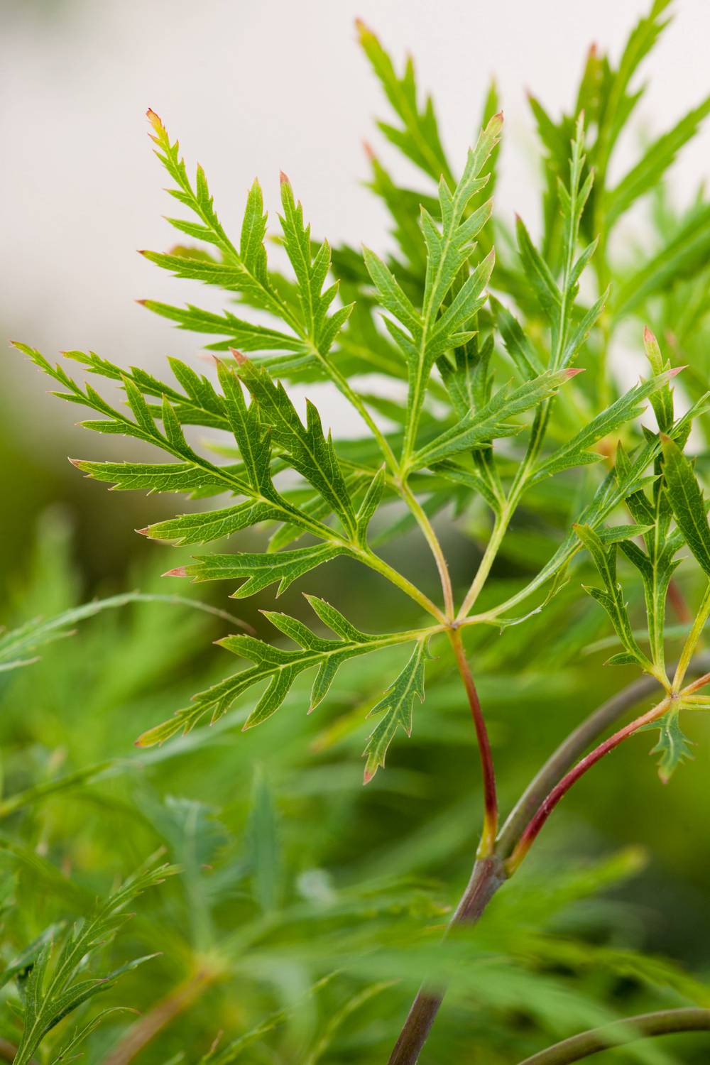 Acer palmatum Dissectum 'Flavescens' - ECLOZ - Érable du Japon