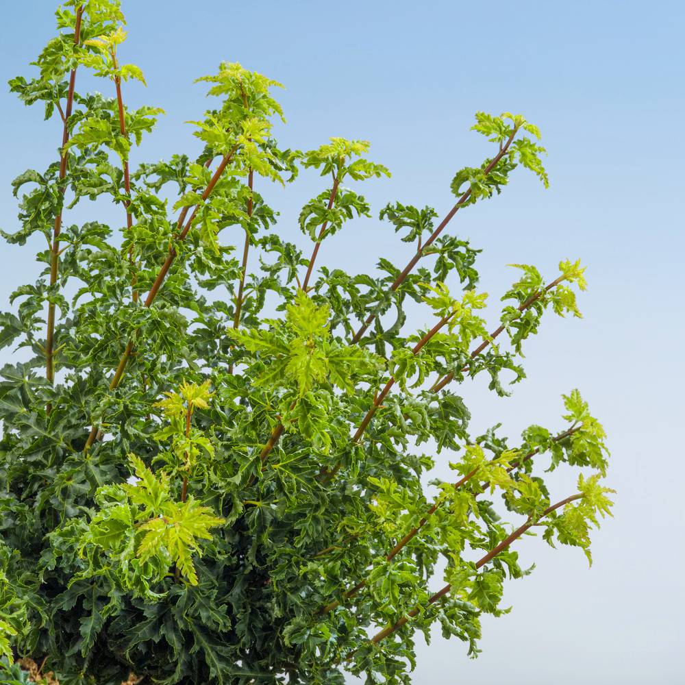 Acer palmatum 'Shishi Gashira' - ECLOZ - Érable du Japon