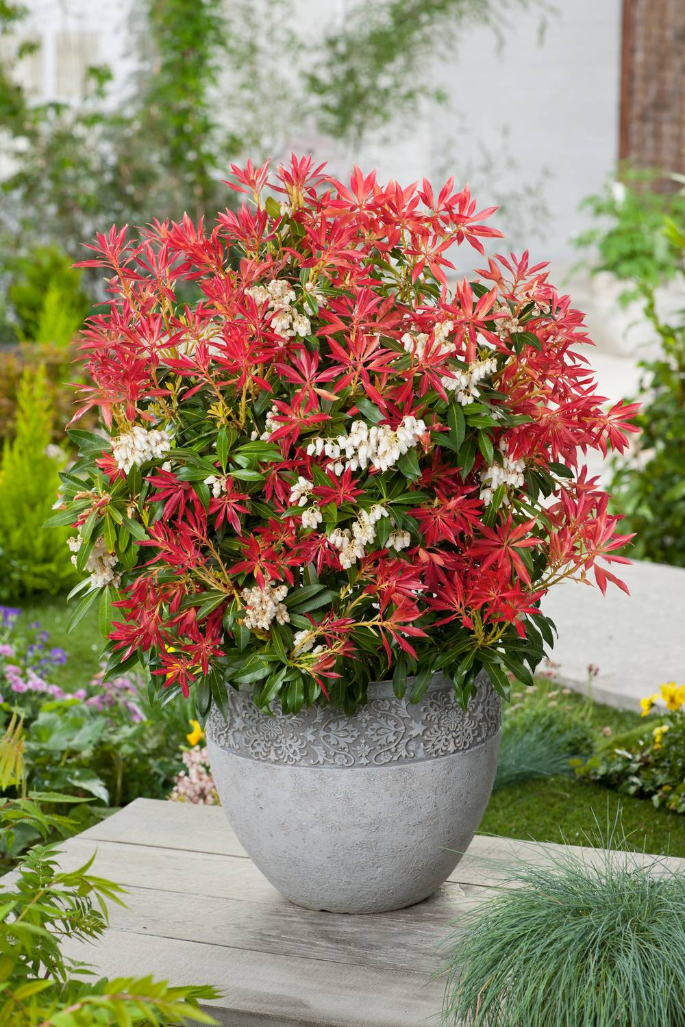 Pieris japonica 'Shojo' - Andromède du Japon