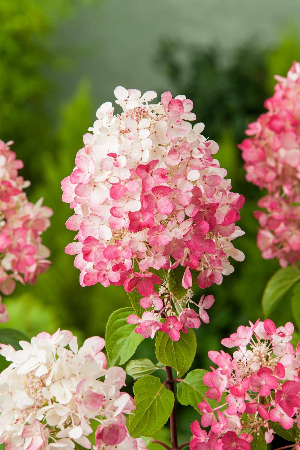 Hydrangea paniculata 'Diamant Rouge' - Hortensia paniculé