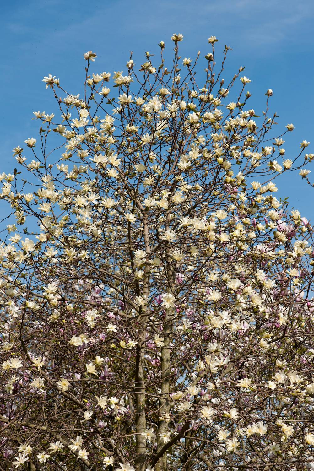 Michelia Fairy Magnolia Cream®