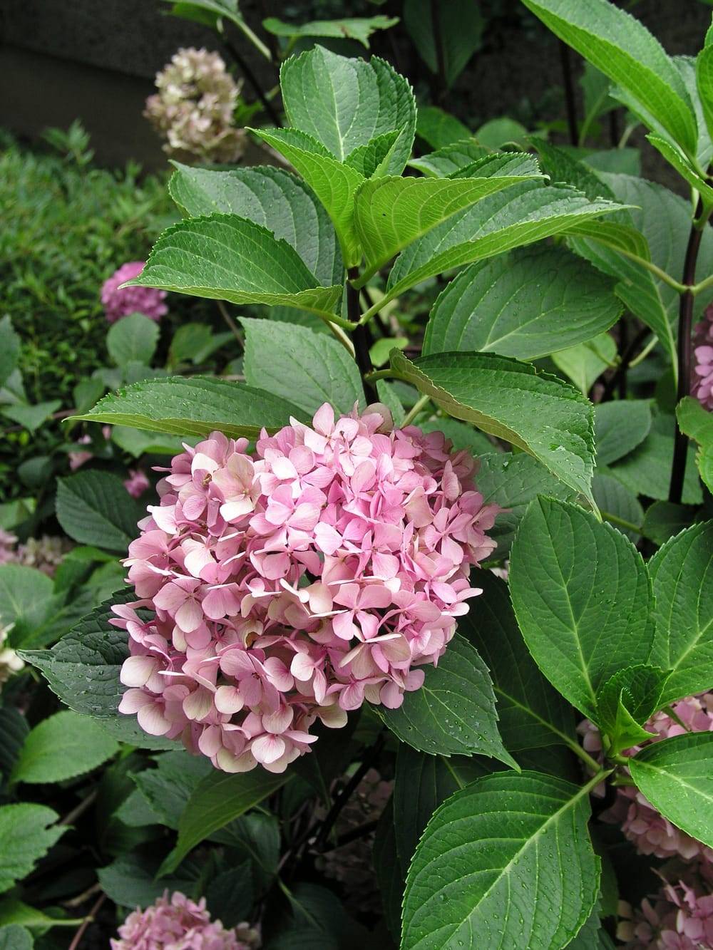 Hydrangea macrophylla 'Nigra' - Hortensia